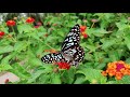 Happy garden music  happy vibrant and chillout music