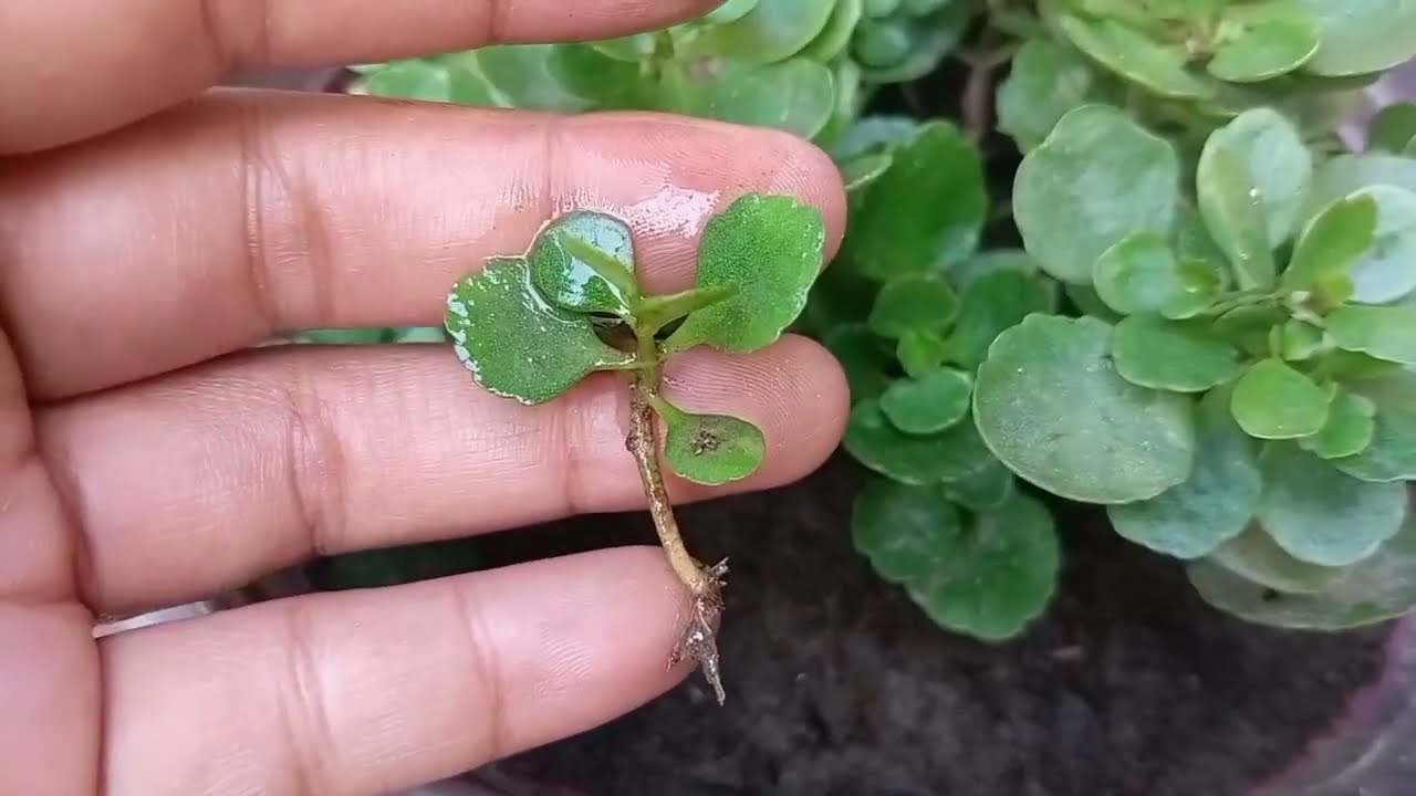 How to grow Kalanchoe plant from cutting 
