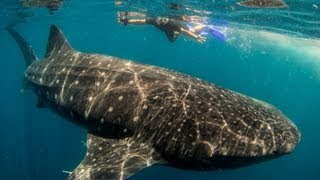 Cancun &amp; Whale Sharks at Isla Mujeres w/ GoPro Hero3 HD