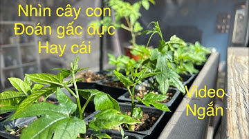 Phân biệt gấc đực cái  lúc cây con nhỏ