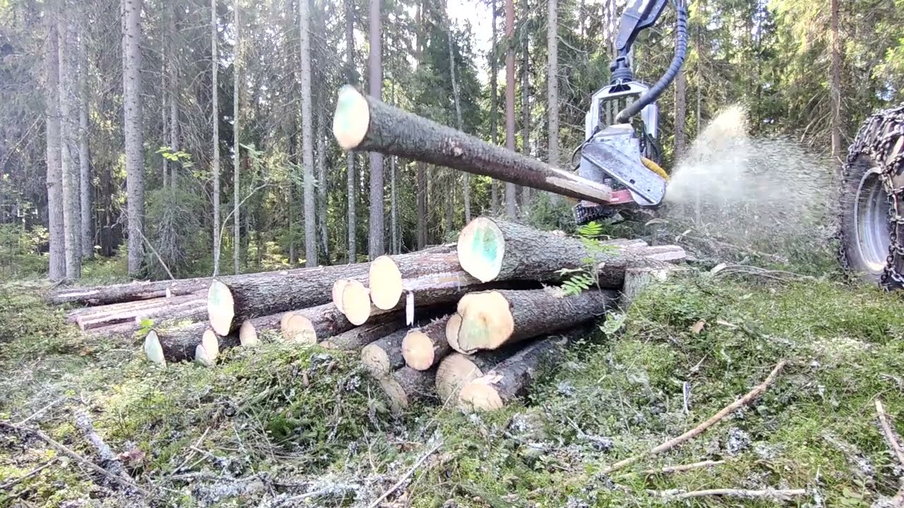 KESLA 26RH-III & Prosilva S4 in action