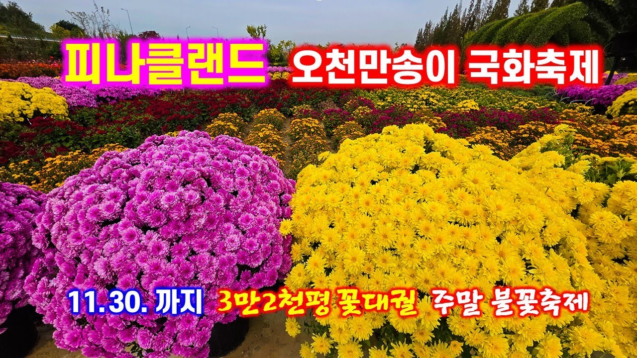 오천만송이 국화축제(11월 30일까지) - 아산 피나클랜드