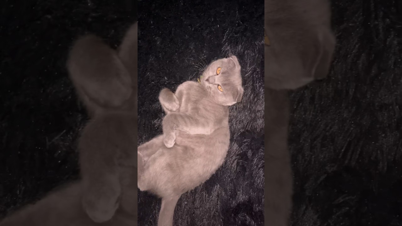 Кошак любит поспать ) 