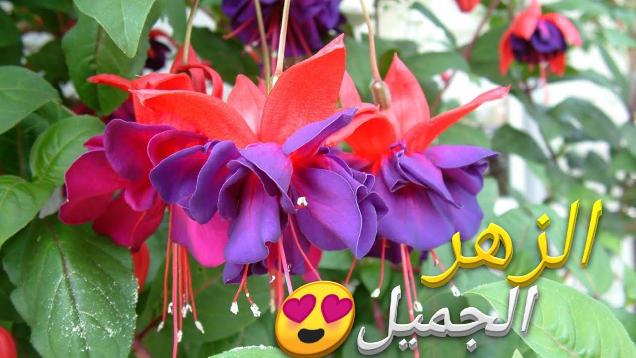 زراعة نبات حلق الست في المنزل