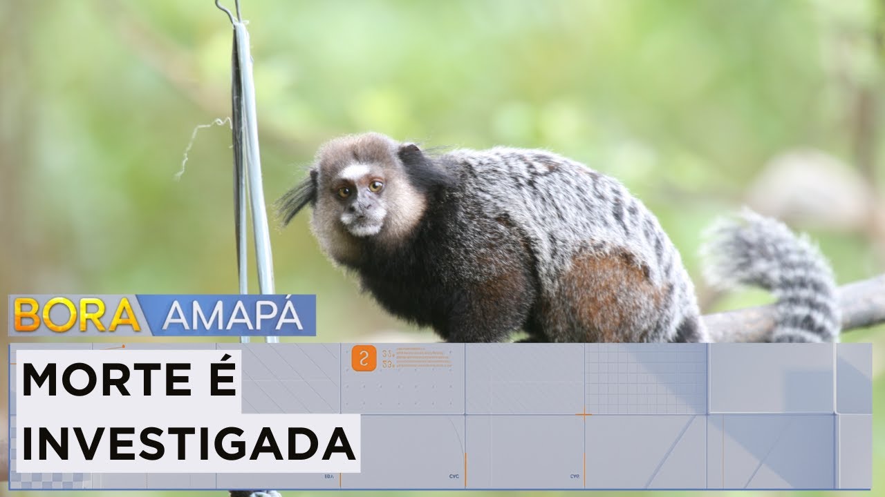 Morte de Saguí é investigada em Macapá