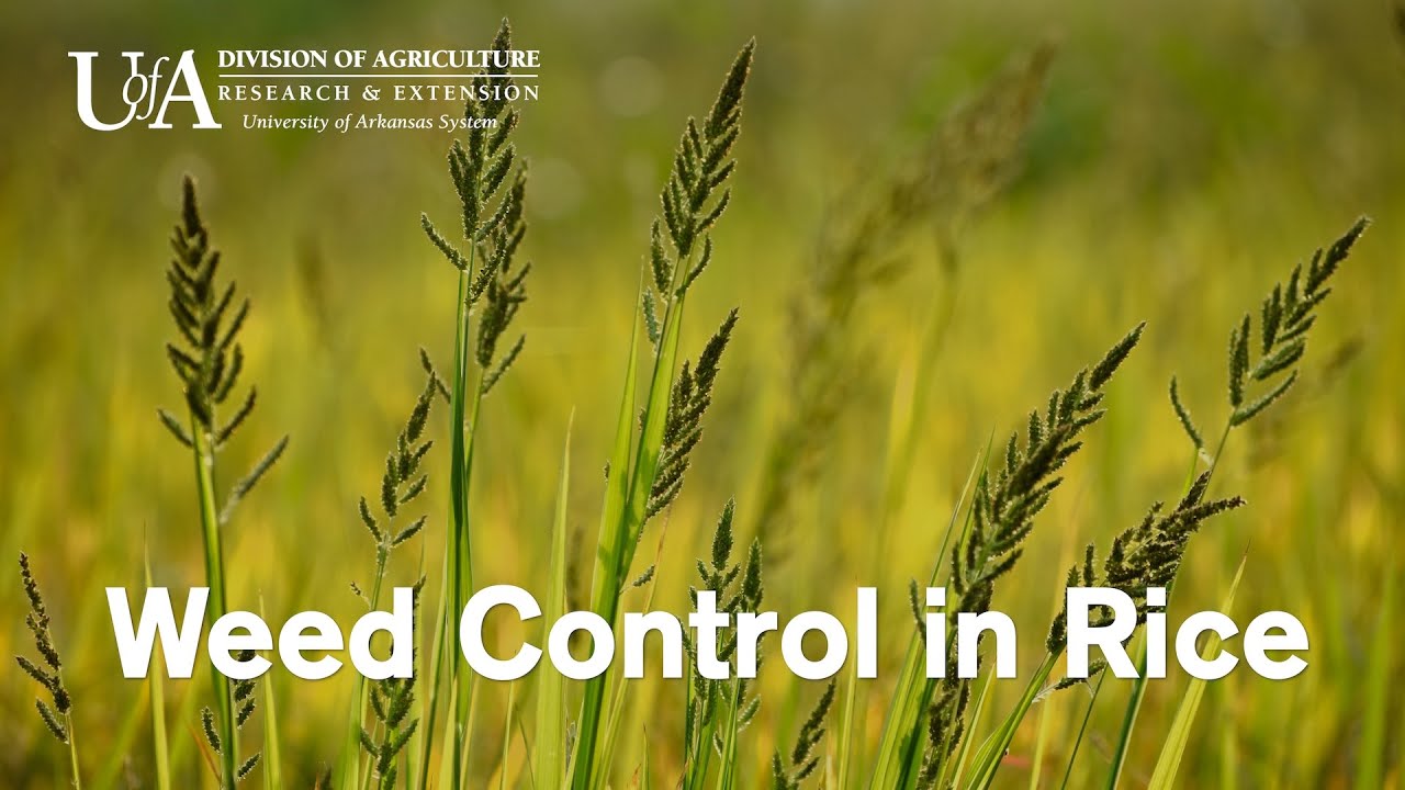 Weed Control in Rice - YouTube