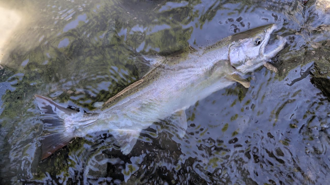 渓流人生初の40Upが四本！！　【渓流餌釣り】