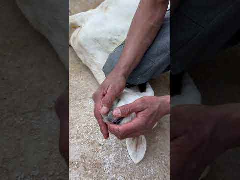 التعامل مع نتف الصوف في الاغنام