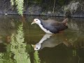 白腹秧雞(White-breasted Waterhen)叫聲與護巢