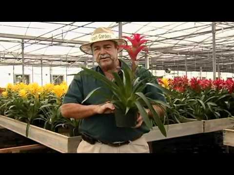 Guzmania Care Instructions.avi