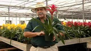 Guzmania Care Instructions.avi