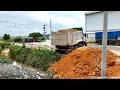 NEW Forest Clearing Project! Skillful SHANTUI DH17C3 PRO Clearing Forest Step by Step, 25Ton Trucks