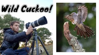 A Rare Sight! || BIRD PHOTOGRAPHY - CUCKOO &amp; Redstart || Canon 100-400mm f/4.5-5.6 ii