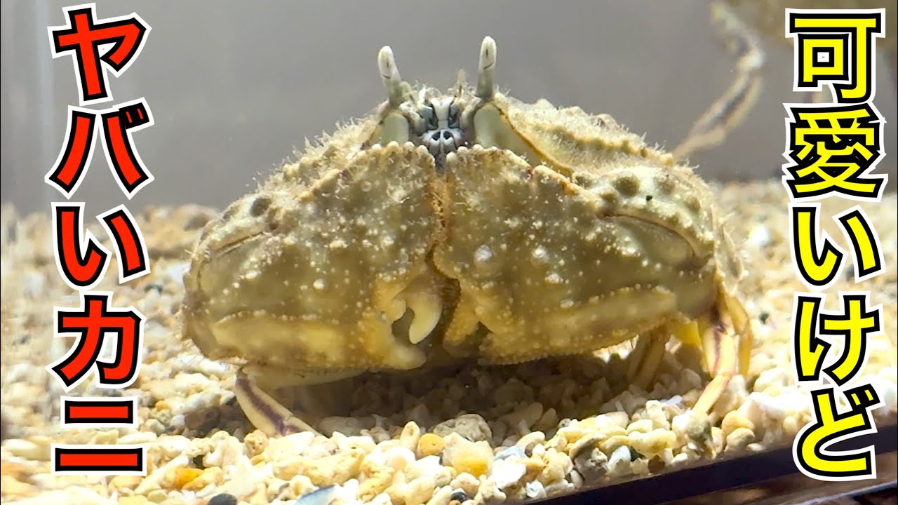 Super cute! But it crushes snail shells! Try being pinched by