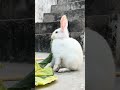 Jojo is hungry 🤤 #petbunny #bunny #mybunny #petrabbit #cute #minivlog #shorts #viral #funny #asmr