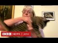 BBCニュース番組に猫が……ビデオ出演での解説中に