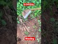 WEEDING Good #shorts #satisfying#village #weeding #africanvillagelife