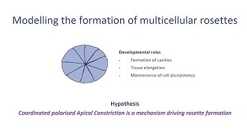 5.2 Modelling the formation of multicellular rosettes