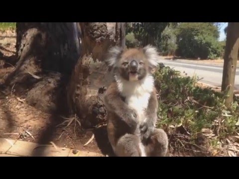 Loud Koala Gets Evicted From Tree And Throws Screaming And Crying