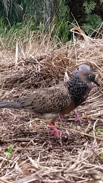 mikat tekukur.bringas betul ni burung 🐦@balam lokal tekukur