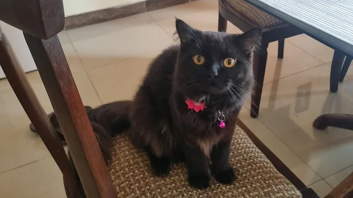 Watch the video about "Rescuing Tetu