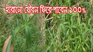 ঔষধি শাকের রাজা এবং গোপন পুষ্টি গুনে ভরপর হেলেঞ্চা শাকের গুনাগুন সম্পর্কে জেনে নিন