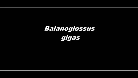 Balanoglossus gigas