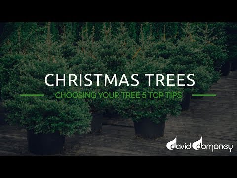 Video: 5 Tips For Choosing A Christmas Tree For The New Year