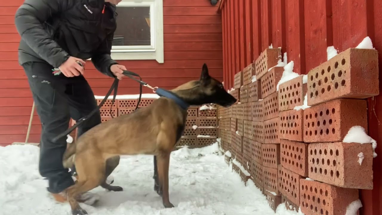 Training a sit and stare - all steps