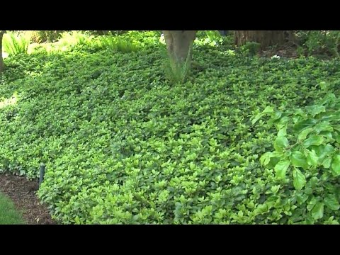 Video: Pachysandra-vekstsone: informasjon om Pachysandra-plantepleie