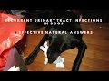 Dog Recurrent Urinary Tract Infections: 5 Effective Holistic Answers