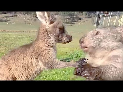 Rescue kangaroo meets rescue wombat and now they can’t get enough of each other