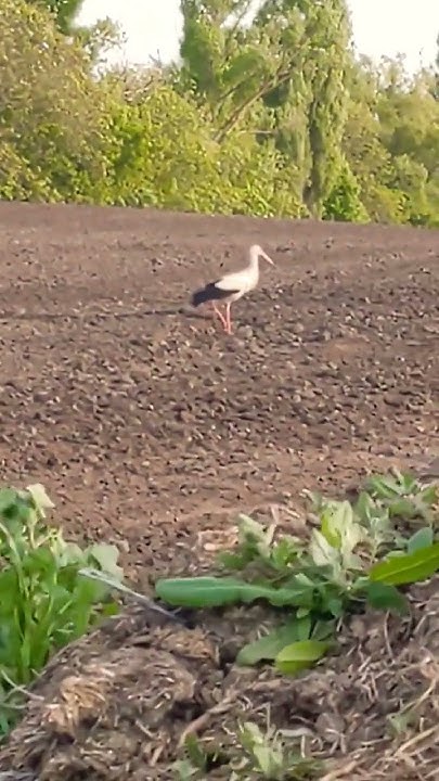 Интересные факты про аистов #мирживотных #animals #shorts - YouTube