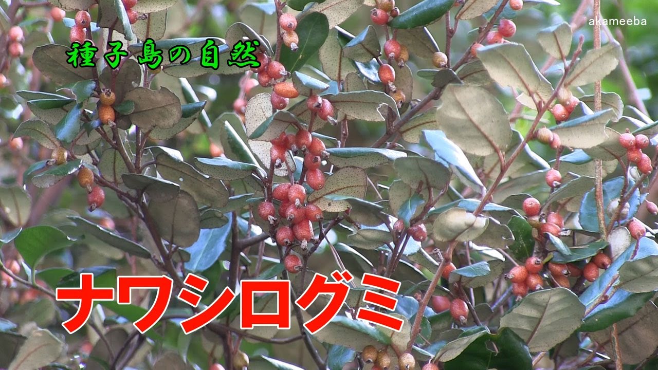 ナワシログミ 冬の半ば頃果実が赤く熟す果実風景～種子島の自然 - YouTube