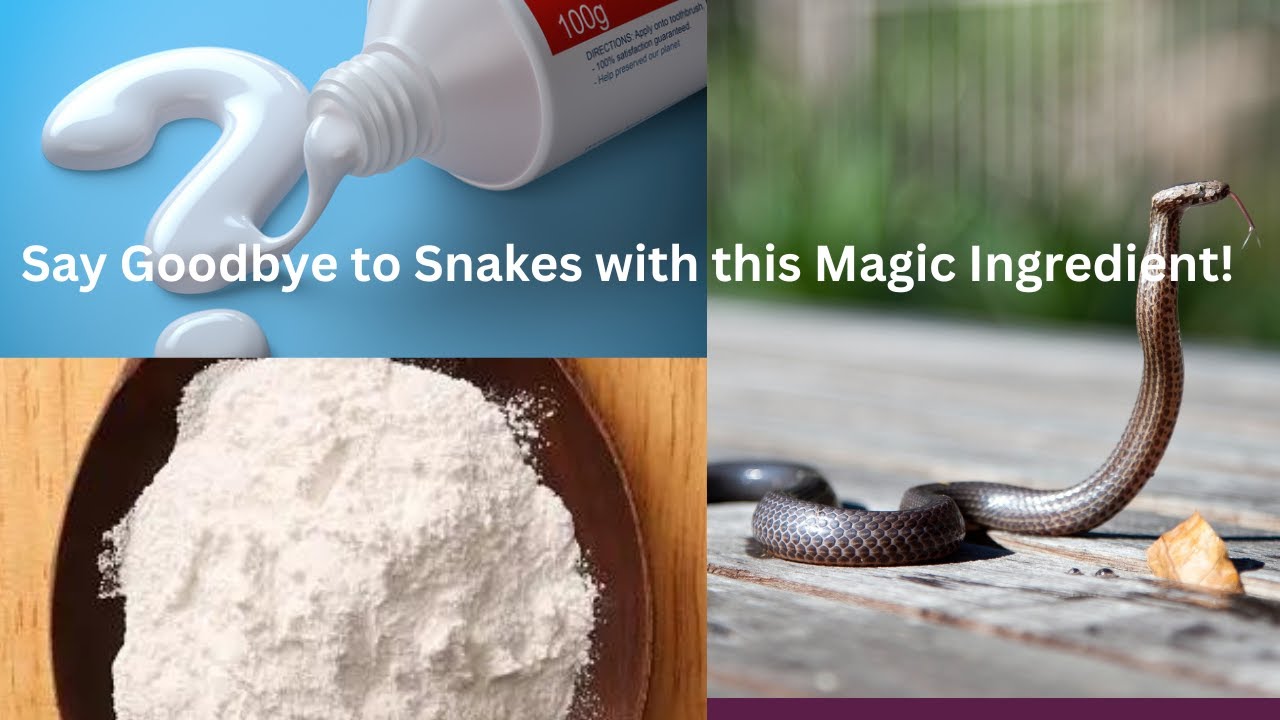 Say Goodbye to Snakes with these Magic Ingredients! YouTube