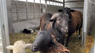 Katahdin/Dorper Sheep Births Twins  But Raven Wants Them