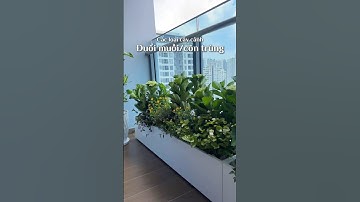 Các loại cây cảnh đuổi muỗi và côn trùng nha #caycanh #sacxanhgarden
