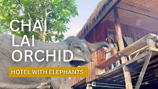 Chai Lai Orchid | Ethical Elephant Experience | Chiang Mai | Explore Thailand Episode 3