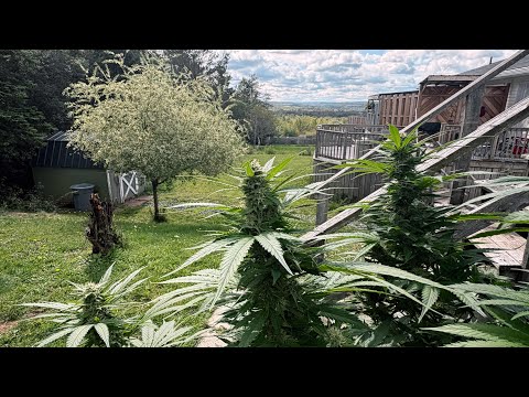 Getting ready for the best harvest…