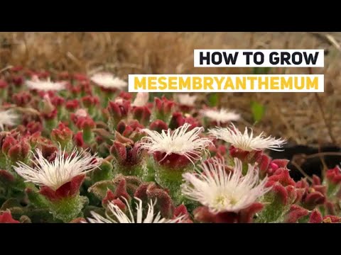 تصویری: Mesembryanthemums چیست - درباره مراقبت از گیاه مزمبریانتموم بدانید