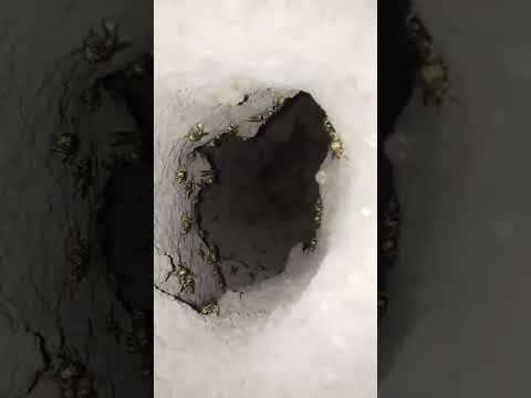 العثور على عش الدبور