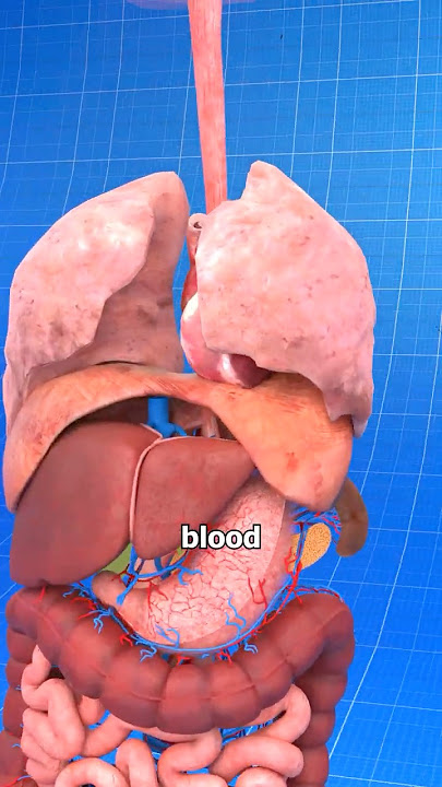 How Does Insulin Really Work? 🤔