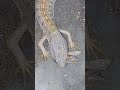 Alligator lizard vs Moth