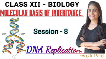 Class XII Biology - Molecular basis of inheritance - DNA Replication.