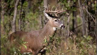 Pennsylvania Gov. Josh Shapiro signs bill repealing Sunday hunting ban Deadbeat Hunting Bill