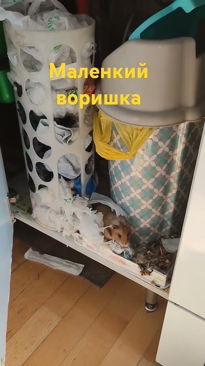 Жорик тащит кошачью еду к себе в норку - YouTube