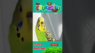 Download Lagu Suara Binatang MP3 Download Lagu Suara Binatang MP3