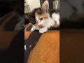 Kitty 🐱
