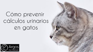 Cómo prevenir cálculos urinarios en gatos (piedras en la vejiga)