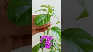 Bougainvillea Plant Grafting Trick 🌿✨ | Easy Gardening Techniques